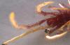 Lithobius forficatus